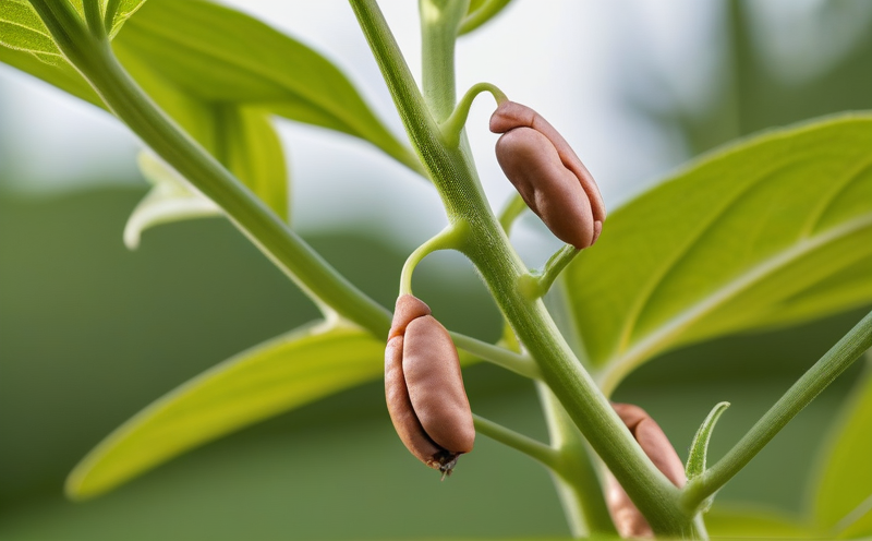 Pinto Bean plant photo